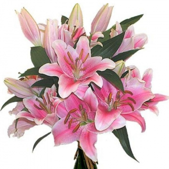 Букет из 7 розовых лилий